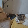 dog, cat, sleeping, resting, indoors, yellow_blanket, white_dog, white_cat, relaxed, furry, pet, animal, companion, cozy, close_up, face, fur, nose, whiskers, cute