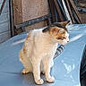 cat, animal, pet, feline, outdoor, car, vehicle, hood, white_fur, orange_fur, black_fur, curious, sitting, side_view, texture, wood, rustic, wall, daylight, shadow
