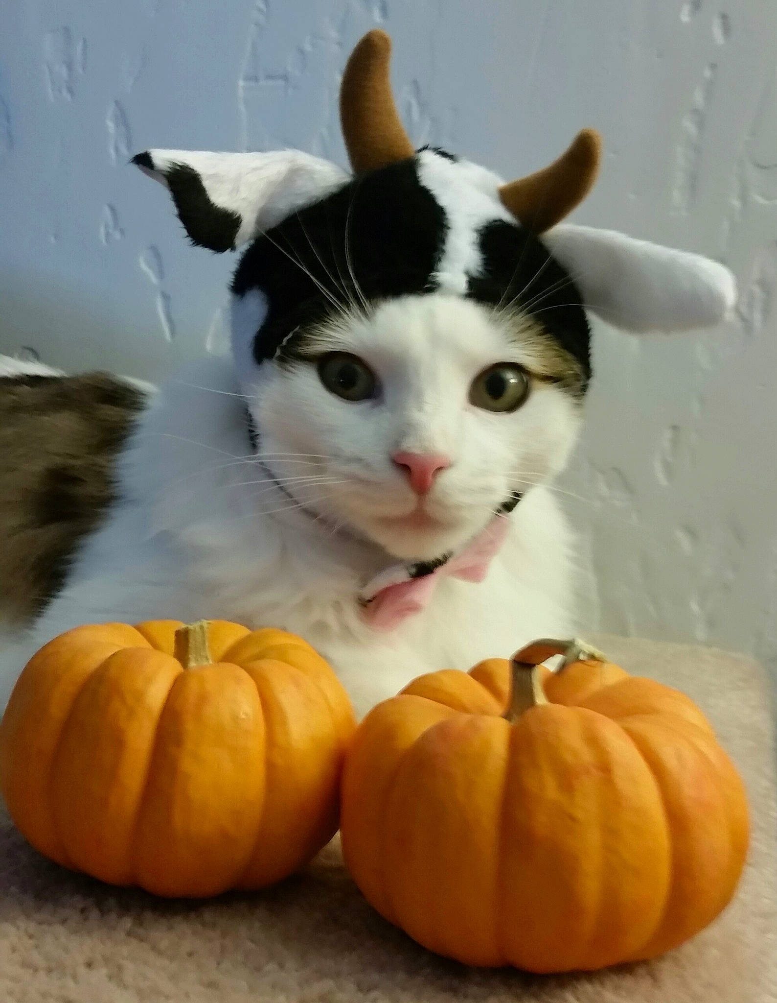 Avery joined the competition — help win amazing prizes! calabaza, carnivore, cat, cucurbita, felidae, food, fruit, gourd, plant, produce, pumpkin, small_to_medium_sized_cats, squash, vegetable, vegetarian_food, whiskers, winter_squash