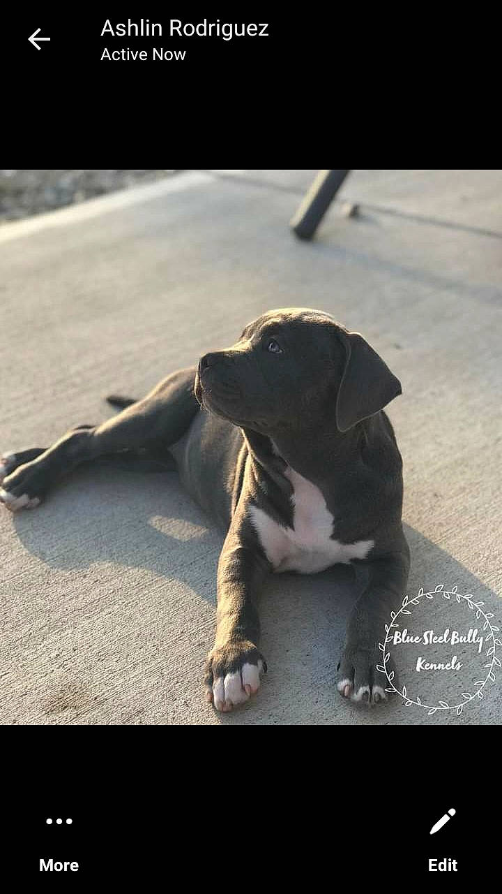 Jetta joined the competition — help win amazing prizes! asphalt, canidae, carnivore, collar, companion_dog, dog, dog_breed, dog_collar, flash_photography, leash, monochrome_photography, non_sporting_group, paw, puppy, road_surface, shadow, sitting, sporting_group, street_dog, tail