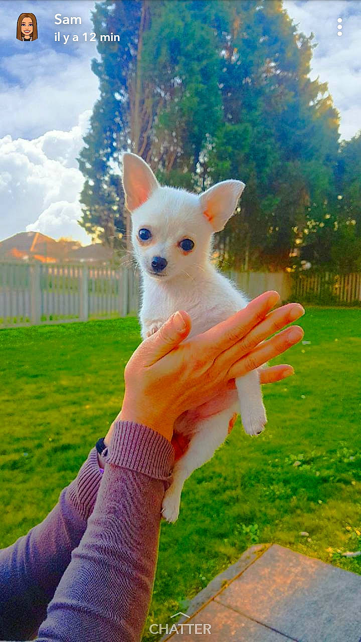 Snoopy a rejoint le concours — aidez-le/la à gagner de superbes lots ! berger_blanc_suisse, canidae, carnivore, chihuahua, companion_dog, dog, dog_breed, fawn, joy, mammal, non_sporting_group, person, puppy, vertebrate, white_shepherd