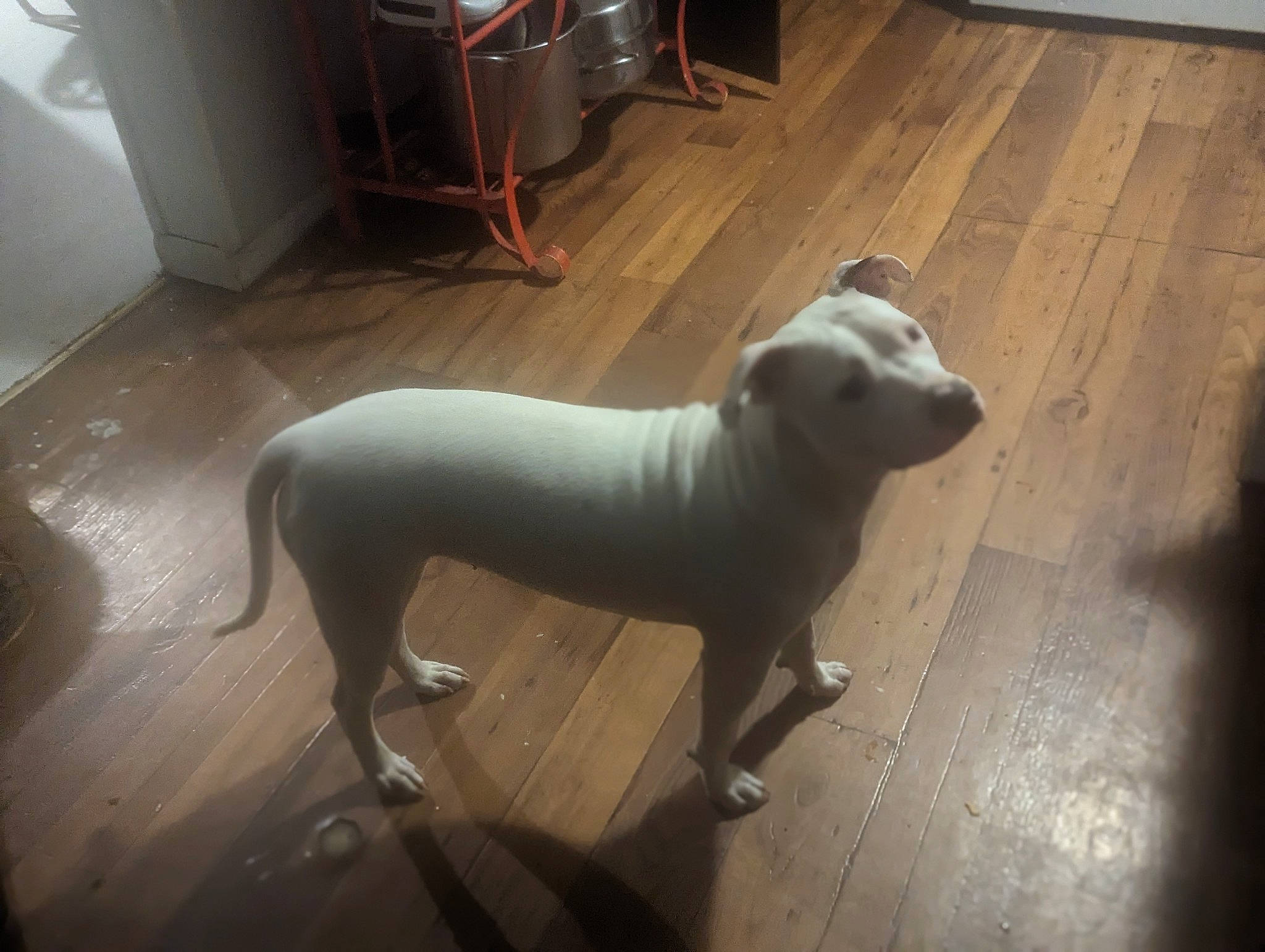 Diva Marie is registered to the contest to win money with this photo: art, carnivore, companion_dog, dog, dog_breed, floor, flooring, grey, guard_dog, hardwood, sculpture, sighthound, sporting_group, tail, terrestrial_animal, toy_dog, whiskers, wood, wood_flooring, working_animal