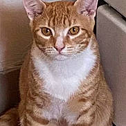 Chance joined the competition — help win amazing prizes! cat, orange_tabby, white_paws, white_chest, sitting, wooden_floor, indoor, curious_eyes, feline, pet, animal, ears, whiskers, fur, domestic_cat, looking_at_camera, flooring, furniture, wall, close_up
