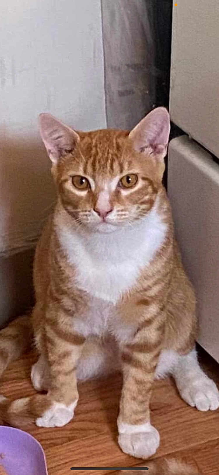 Chance joined the competition — help win amazing prizes! cat, orange_tabby, white_paws, white_chest, sitting, wooden_floor, indoor, curious_eyes, feline, pet, animal, ears, whiskers, fur, domestic_cat, looking_at_camera, flooring, furniture, wall, close_up