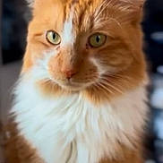 Luna is registered to the contest to win money with this photo: cat, orange_cat, white_fur, fluffy, close_up, pet, animal, feline, whiskers, ears, green_eyes, portrait, domestic_cat, indoor, cute, soft_focus, looking_away, mammal, fur, friendly