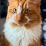 cat, orange_cat, white_fur, fluffy, close_up, pet, animal, feline, whiskers, ears, green_eyes, portrait, domestic_cat, indoor, cute, soft_focus, looking_away, mammal, fur, friendly