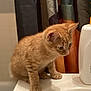 cat, kitten, orange_tabby, sink, bathroom, curtains, shadow, pet, animal, indoor, curious, feline, young, domestic_cat, whiskers, ears, fur, tabletop, household, cute
