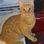 Leo joined the competition — help win amazing prizes! cat, orange_tabby, pet, indoor, feline, curious, animal, white_pad, vacuum_cleaner, red_appliance, floor, domestic, cute, alert, sitting, whiskers, ears, fur, eyes, portrait