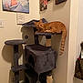 cat, orange_cat, cat_tree, indoor, furniture, wall_photos, family_photos, curious, pet, tabby, cozy, corner, living_space, home, animal, resting, platform, scratching_post, toy_ball, domestic_cat