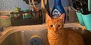 Leo is registered to the contest to win money with this photo: cat, orange_tabby, sink, kitchen, faucet, cleaning_supplies, spoon, utensils, countertop, smiley_sponge, dish_soap, blue_bottle, kitchen_sink, domestic_cat, pet, indoor, animal, curious, sitting, orange