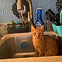 cat, orange_tabby, sink, kitchen, faucet, cleaning_supplies, spoon, utensils, countertop, smiley_sponge, dish_soap, blue_bottle, kitchen_sink, domestic_cat, pet, indoor, animal, curious, sitting, orange