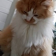 Kareem joined the competition — help win amazing prizes! cat, fluffy, orange, white, indoor, pet, animal, feline, long_hair, cute, looking_down, door, household, close_up, domestic_animal, muzzle, whiskers, fur, portrait, soft