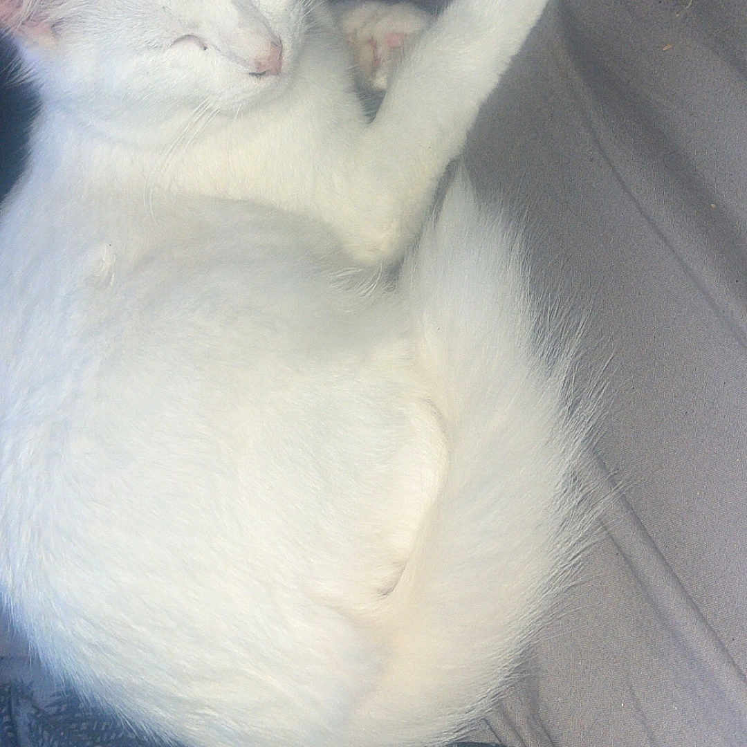 Sushi a rejoint le concours — aidez-le/la à gagner de superbes lots ! animal, bed, blanket, cat, cozy, curled_up, cute, domestic_animal, feline, fur, indoor, paw, peaceful, pet, relaxed, resting, sleeping, soft_light, whiskers, white_cat