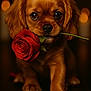 Cooper is registered to the contest to win money with this photo: adorable, animal, brown, closeup, cute, dog, flower, fur, indoor, love, nose, paw, petals, portrait, puppy, romantic, rose, soft_light, valentine, whiskers