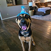 Winston joined the competition — help win amazing prizes! dog, party_hat, happy, smiling, tongue_out, indoor, living_room, wooden_floor, couch, lamp, home_decor, pet, collar, celebration, furniture, cheerful, brown, black, canine, portrait
