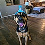 dog, party_hat, happy, smiling, tongue_out, indoor, living_room, wooden_floor, couch, lamp, home_decor, pet, collar, celebration, furniture, cheerful, brown, black, canine, portrait