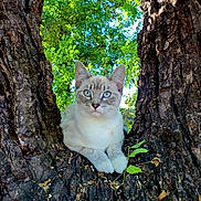 Maryjane joined the competition — help win amazing prizes! cat, tree, nature, outdoor, animal, blue_eyes, fur, trunk, leaf, greenery, wildlife, pet, mammal, closeup, resting, cute, daylight, focus, texture, wood