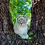 cat, tree, nature, outdoor, animal, blue_eyes, fur, trunk, leaf, greenery, wildlife, pet, mammal, closeup, resting, cute, daylight, focus, texture, wood