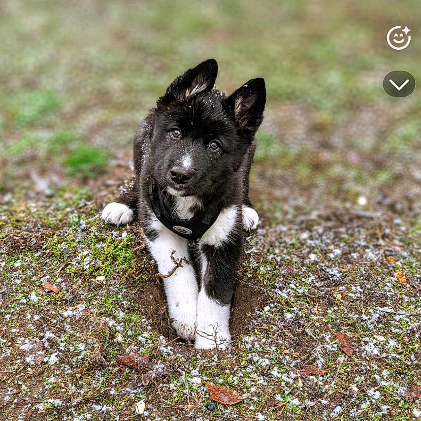 Duke is registered to the contest to win money with this photo: puppy, dog, black_and_white, sitting, outdoor, grass, ground, blurred_background, canine, pet, animal, cute, young_dog, nature, mobile_screen, snapchat_interface, text_overlay, camera_icons, photography, portrait