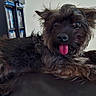 Plumette a rejoint le concours — aidez-le/la à gagner de superbes lots ! dog, pet, tongue_out, scruffy, indoor, furniture, bookshelf, lamp, resting, brown, black, cute, small_dog, fur, animal, canine, relaxed, tongue, home, laying_down