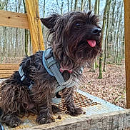 Plumette participe au concours pour gagner de l'argent avec cette photo : dog, outdoors, wood, forest, trees, leaves, harness, tongue_out, pet, small_dog, scruffy, nature, animal, canine, daylight, wooden_structure, playful, cute, sitting, adventure