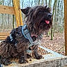 adventure, animal, canine, cute, daylight, dog, forest, harness, leaves, nature, outdoors, pet, playful, scruffy, sitting, small_dog, tongue_out, trees, wood, wooden_structure