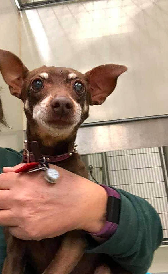 Sheba joined the competition — help win amazing prizes! canidae, carnivore, chihuahua, collar, companion_dog, corgi_chihuahua, dog, dog_breed, dog_supply, ear, fawn, fur, pet_supply, russkiy_toy, snout, sporting_group, terrestrial_animal, toy_dog, whiskers, working_animal