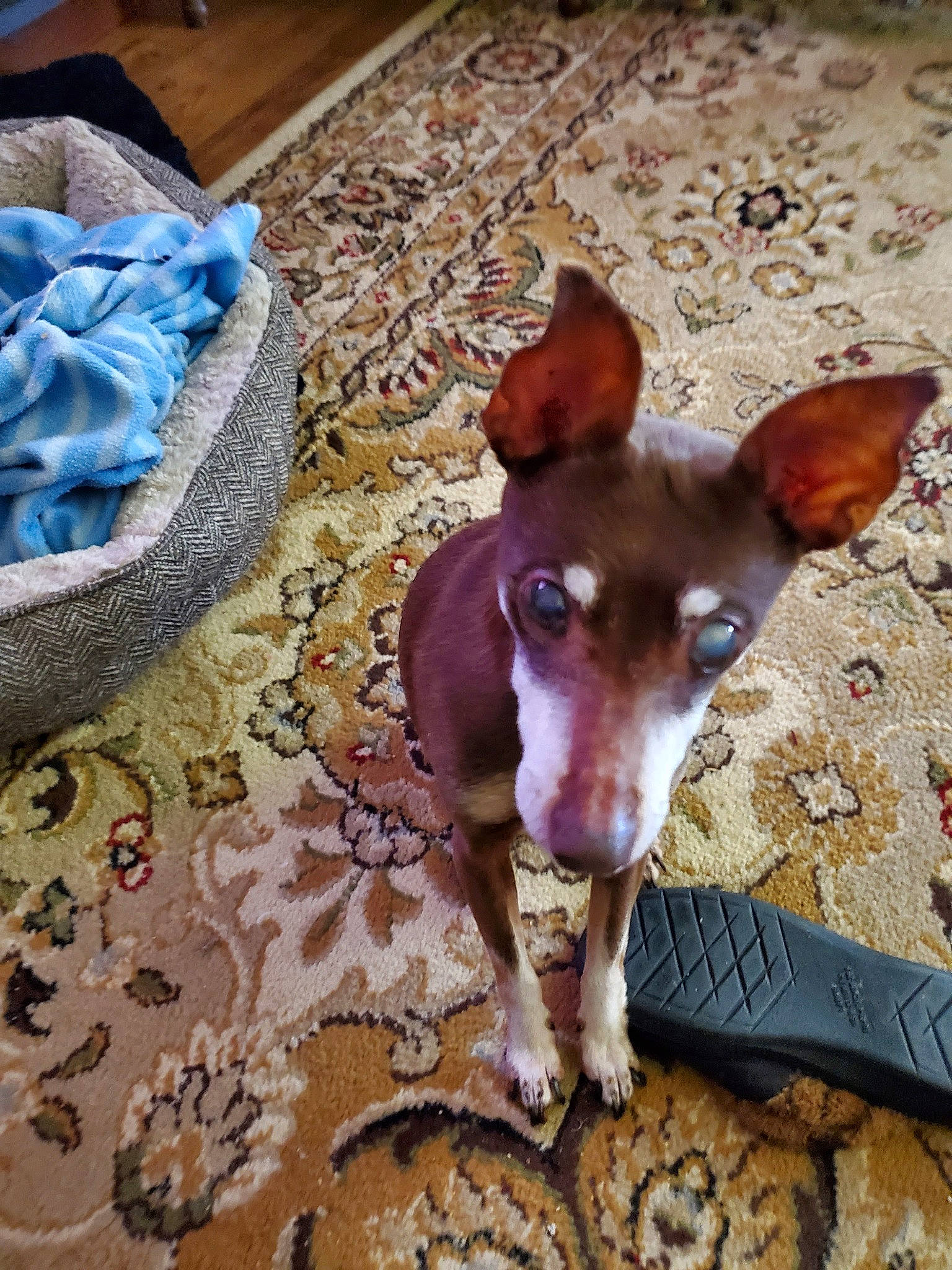 Sheba is registered to the contest to win money with this photo: canidae, carnivore, chihuahua, companion_dog, corgi_chihuahua, dog, dog_breed, fawn, linens, liver, non_sporting_group, paw, russkiy_toy, snout, sporting_group, terrestrial_animal, toy_dog, whiskers, wood, working_animal