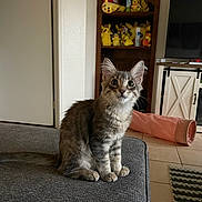 Thomas is registered to the contest to win money with this photo: cabinet, carpet, cat, cat_tunnel, couch, curious, domestic_animal, door, furniture, indoor, kitten, living_room, pet, pikachu, plush_toys, sitting, television, tile_floor, toy_shelf, wide_eyes