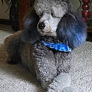 Remington joined the competition — help win amazing prizes! dog, poodle, gray_fur, bandana, blue_bandana, carpet, indoor, furniture, decor, crossed_paws, pet, animal, fluffy, cute, relaxed, home, cozy, portrait, mammal, companion