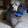 dog, poodle, gray_fur, bandana, blue_bandana, carpet, indoor, furniture, decor, crossed_paws, pet, animal, fluffy, cute, relaxed, home, cozy, portrait, mammal, companion