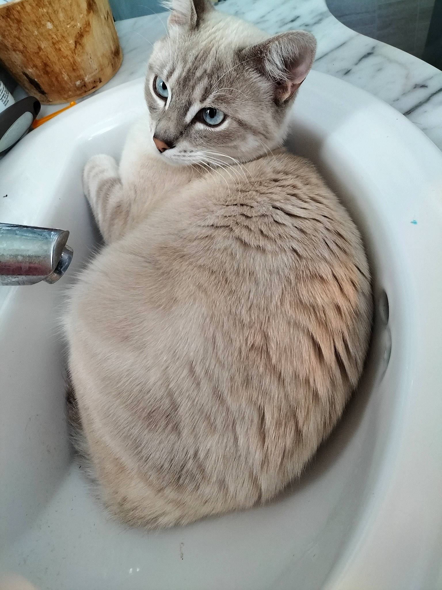 Samy participe au concours pour gagner de l'argent avec cette photo : bread, carnivore, cat, cat_bed, cat_supply, comfort, couch, domestic_short_haired_cat, felidae, fur, kitchen_utensil, pet_supply, plate, serveware, sitting, small_to_medium_sized_cats, tableware, tail, whiskers, whole_wheat_bread