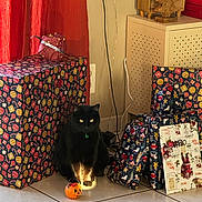 Piloute a rejoint le concours — aidez-le/la à gagner de superbes lots ! black_cat, cat, cord, decor, festive, floor, gift_wrap, green_collar, holiday, holiday_gifts, indoor, pet, pumpkin_bucket, red_curtain, shadow, sunlight, tile_floor, wall_socket, wooden_box, wrapped_presents