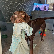 Tig is registered to the contest to win money with this photo: dog, chocolate_brown, blanket, living_room, carpet, toys, ball, television, sofa, window, curtains, wallpaper, polka_dot, pet, canine, indoor, floor, ears, tail, eyes