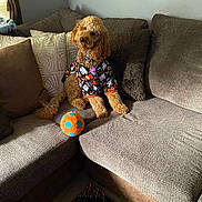 Cooper is registered to the contest to win money with this photo: dog, curly_fur, pet_clothing, toy_ball, couch, pillows, living_room, window, natural_light, brown, orange, blue, fabric, cozy, indoor, animal, cute, sitting, home, relaxed