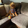 dog, curly_fur, pet_clothing, toy_ball, couch, pillows, living_room, window, natural_light, brown, orange, blue, fabric, cozy, indoor, animal, cute, sitting, home, relaxed