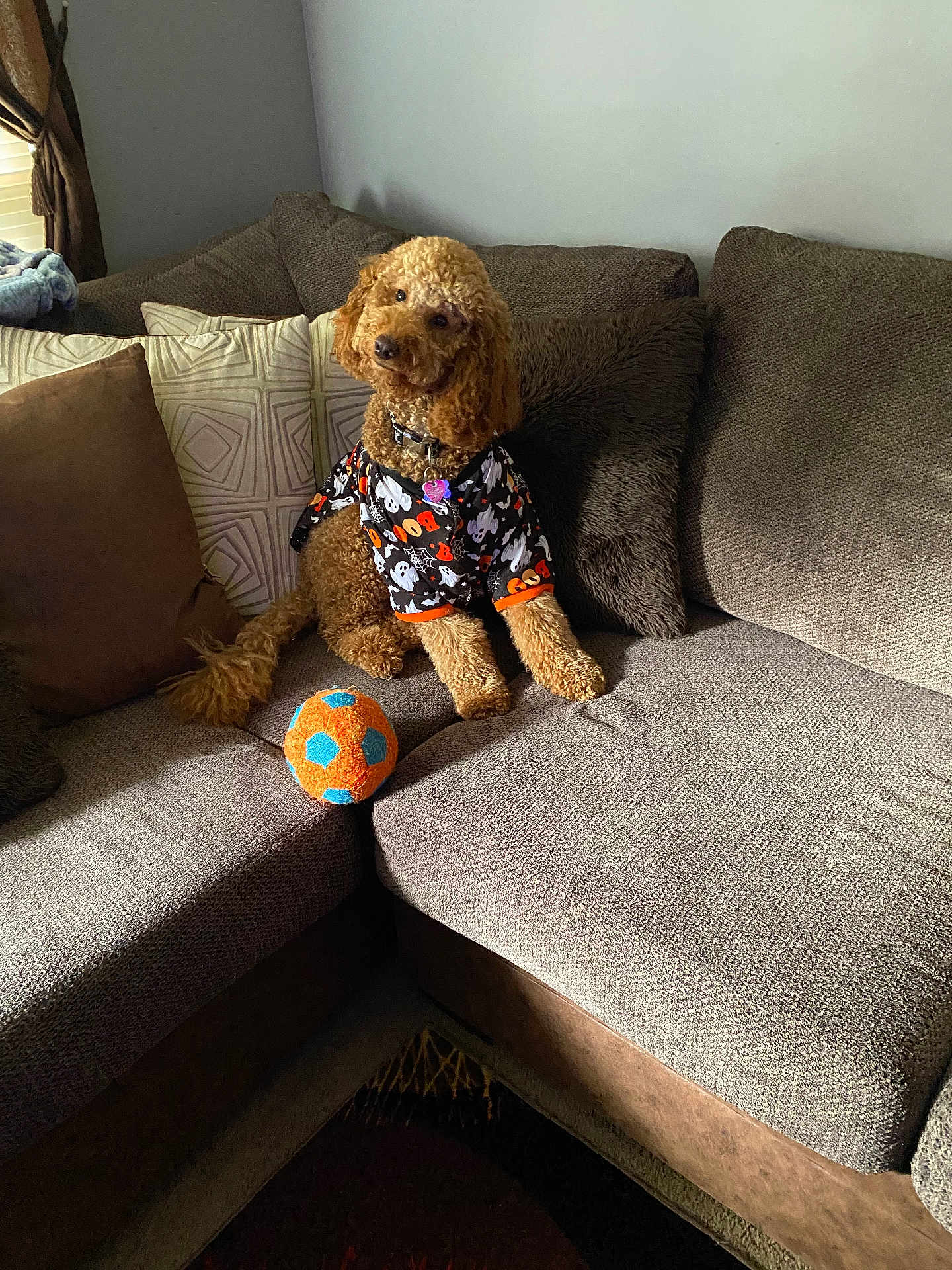 Cooper is registered to the contest to win money with this photo: dog, curly_fur, pet_clothing, toy_ball, couch, pillows, living_room, window, natural_light, brown, orange, blue, fabric, cozy, indoor, animal, cute, sitting, home, relaxed