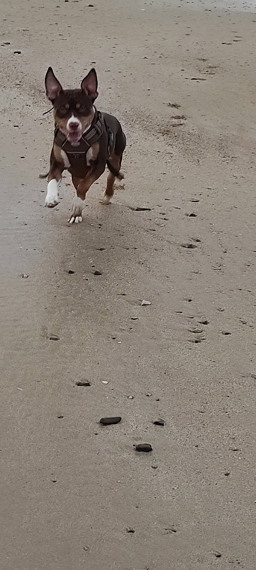 accessories, animal, beach, bostonbull, bulldog, canine, chihuahua, coast, dog, frenchbulldog, hound, nature, outdoors, pet, pitbull, pointer, puppy, sea, strap, terrier