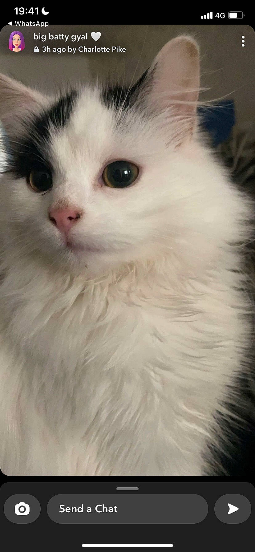 Cow joined the competition — help win amazing prizes! british_longhair, carnivore, cat, felidae, fur, small_to_medium_sized_cats, snout, terrestrial_animal, whiskers