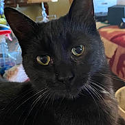 Magik is registered to the contest to win money with this photo: animal, background, black_cat, cat, close_up, cozy, curious, domestic_cat, ears, face, feline, focused, fur, household, indoor, lamp, pet, portrait, whiskers, yellow_eyes