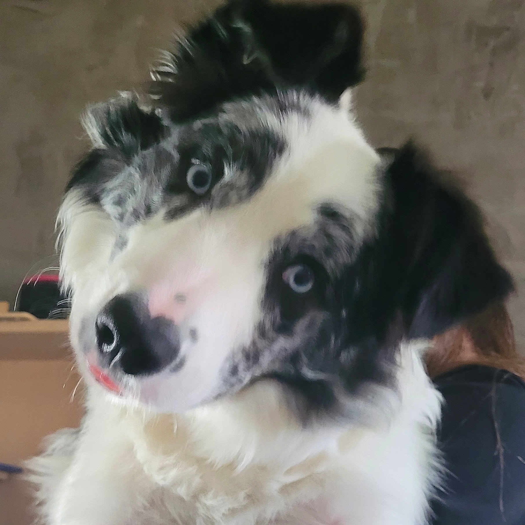 Ulyss a rejoint le concours — aidez-le/la à gagner de superbes lots ! animal, ball, bodypart, canine, cockerspaniel, collie, dog, eskimodog, hound, husky, mouth, person, pet, puppy, snout, sport, tennis, tennisball, terrier, whitedog