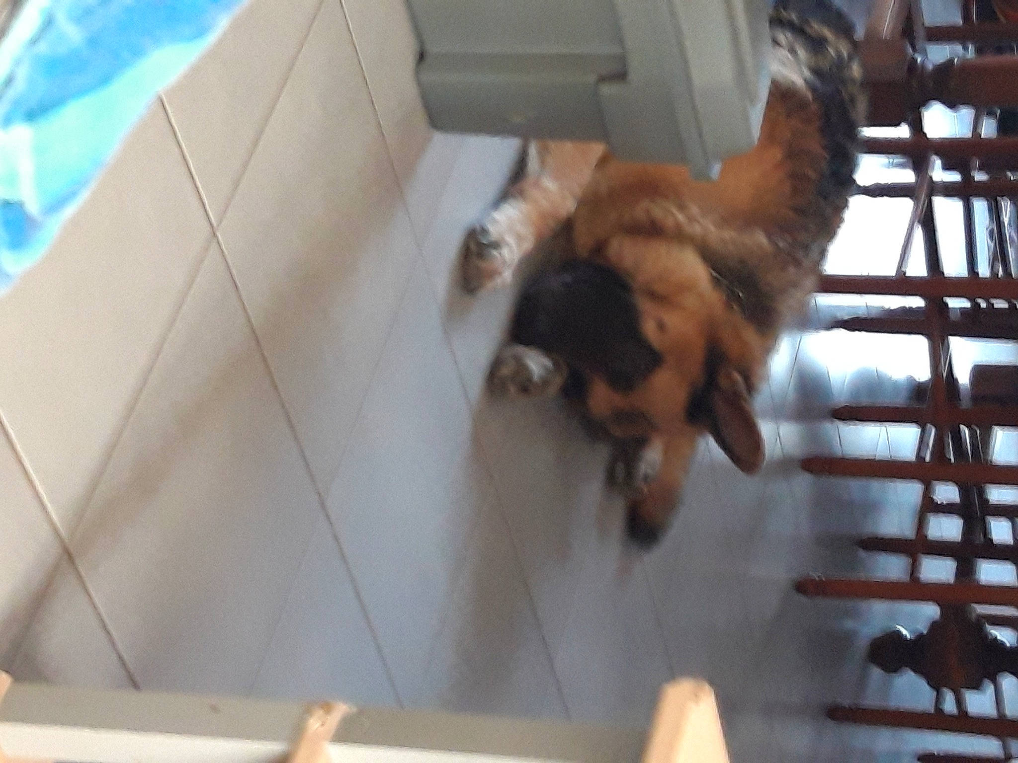 Iros participe au concours pour gagner de l'argent avec cette photo : canidae, carnivore, dog, dog_breed, fawn, sporting_group