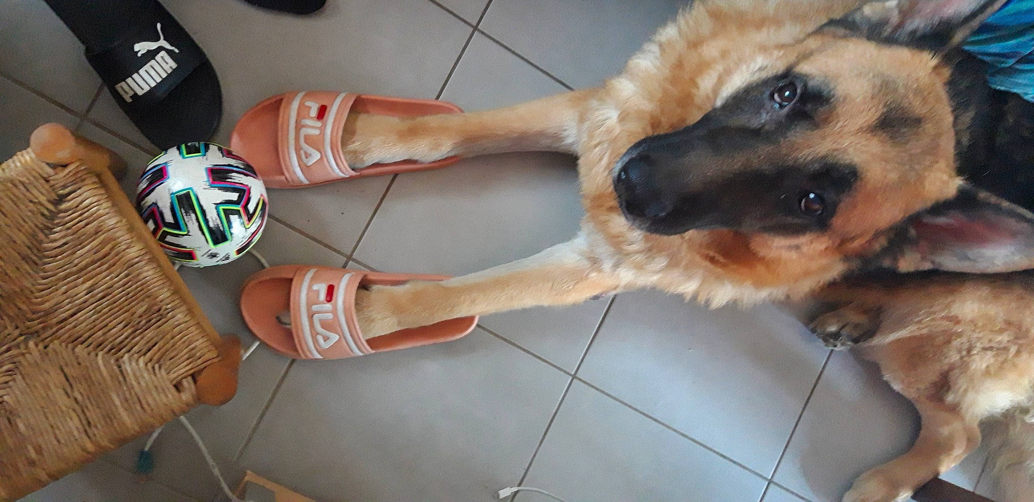 Iros participe au concours pour gagner de l'argent avec cette photo : black_mouth_cur, canidae, carnivore, companion_dog, dog, dog_breed, fawn, german_shepherd_dog, nose, paw, puppy, snout, sporting_group, street_dog