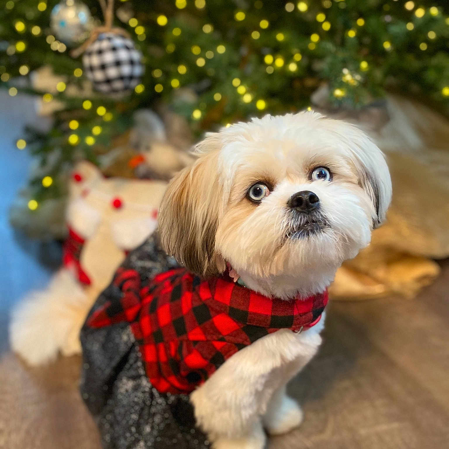 Mercedes is registered to the contest to win money with this photo: canidae, carnivore, christmas_decoration, collar, companion_dog, dog, dog_breed, dog_clothes, dog_supply, fur, holiday, mammal, pet_supply, puppy, small_terrier, snout, toy, toy_dog, vertebrate, working_animal