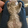kitten, cat, fluffy, long_hair, cream_colored, sleeping, relaxed, belly_up, raised_paws, whiskers, pink_nose, pointed_ears, fur, pet, indoor, cozy, denim, human_lap, couch, cute