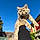 Baloo