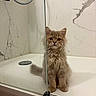 cat, kitten, fluffy, long_hair, brown_fur, sitting, bathtub, bathroom, shower, shower_glass, reflection, marble, tile, indoors, pet, animal, whiskers, ears, tail, portrait