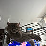cat, fluffy_cat, gray_cat, long_hair, feline, pet, animal, indoor, drying_rack, laundry_rack, lounging, lying_down, paws, whiskers, ears, fur, living_room, television, pixelation, funny_pose