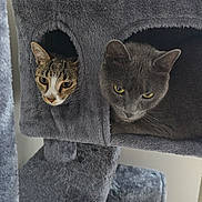 Berlin Y Rocco joined the competition — help win amazing prizes! cat, tabby_cat, gray_cat, cat_condo, cat_tree, pet, indoor, feline, curious, cozy, animal, fur, ears, whiskers, resting, home, cute, compartment, play_structure, looking