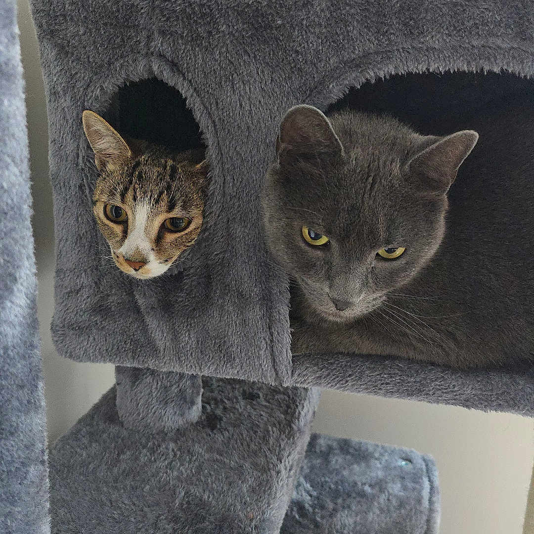 Berlin Y Rocco joined the competition — help win amazing prizes! animal, cat, cat_condo, cat_tree, compartment, cozy, curious, cute, ears, feline, fur, gray_cat, home, indoor, looking, pet, play_structure, resting, tabby_cat, whiskers